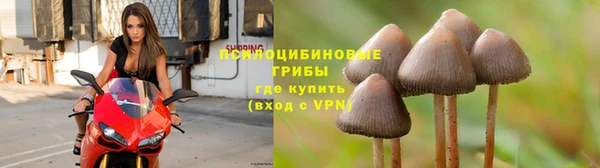 прущие грибы Бородино
